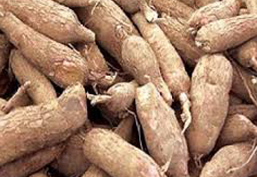Tapioca (Cassava) Roots