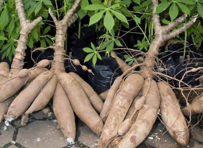 Tapioca (Cassava) Roots
