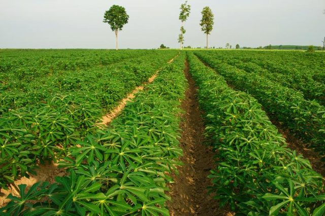 Tapioca (Cassava) Farm