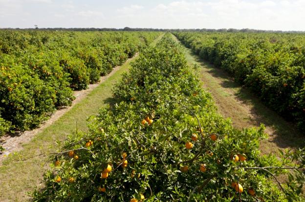 Citrus Farm