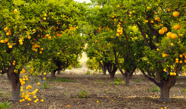 Citrus Farm