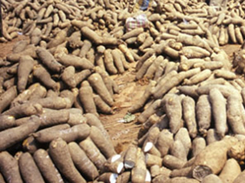 Yam Tubers