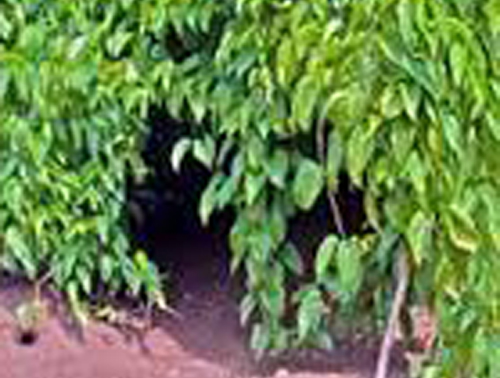 Yam Tubers Farm