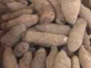 Yam Tubers
